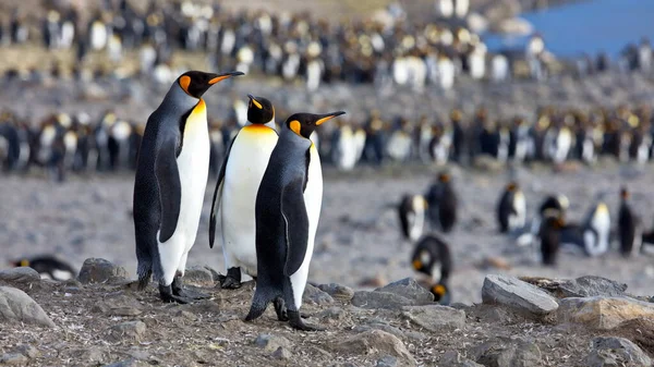 Pinguim Gentoo Andando Praia — Fotografia de Stock