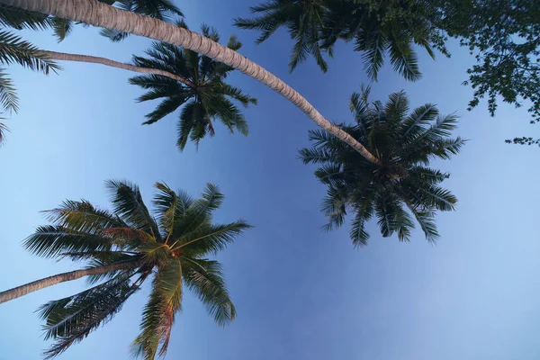 Пальмы Фоне Голубого Неба — стоковое фото