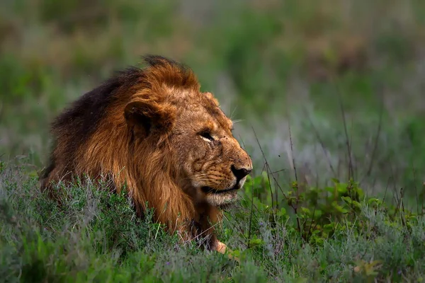 一只雄狮躺在绿草上的特写镜头 — 图库照片
