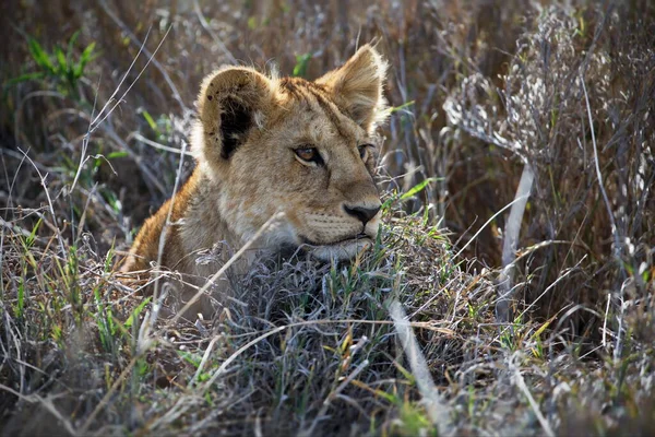 Detailní Záběr Lva Samčího Národním Parku Kruger — Stock fotografie
