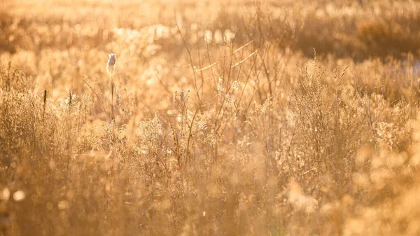 Wunderschönes Goldenes Weizenfeld Morgen — Stockfoto
