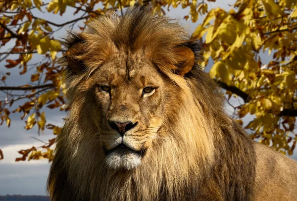 Κοντινό Πλάνο Αρσενικού Λιονταριού — Φωτογραφία Αρχείου