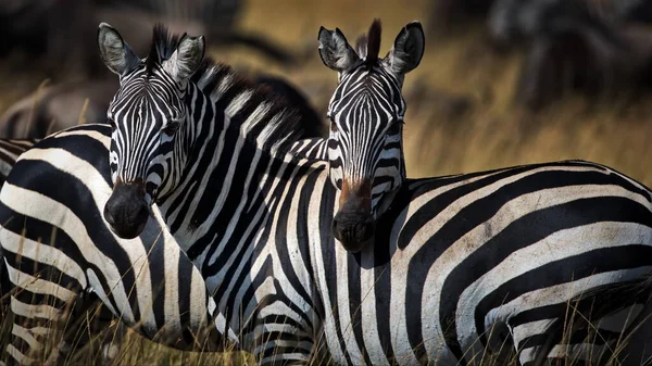 Zebra Nella Savana — Foto Stock