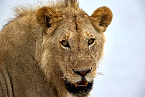 Aslan Vahşi Doğada Kamerayı Arıyor — Stok fotoğraf