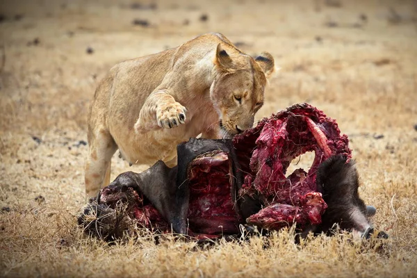 Löwe Der Savanne Afrikas — Stockfoto