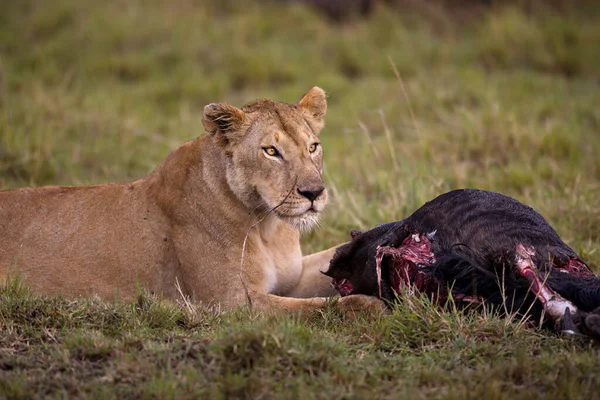 Löwin Der Savanne Von Kenia — Stockfoto