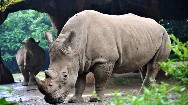 Primer Plano Rinoceronte Blanco Zoológico — Foto de Stock