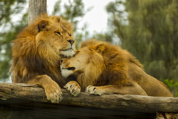 动物园里一只年轻的雄狮 — 图库照片