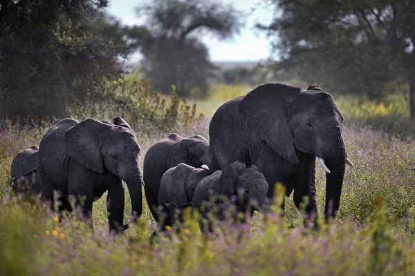 Elefante Africano Loxodonta Africana Savana Kenya — Fotografia de Stock