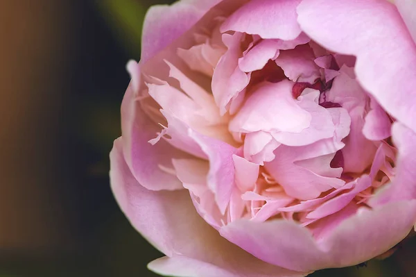 Όμορφο Ροζ Παιώνι Λουλούδι Στον Κήπο — Φωτογραφία Αρχείου