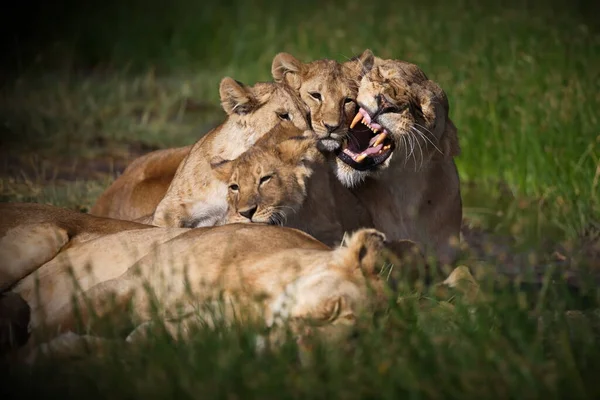 León Macho Hierba — Foto de Stock