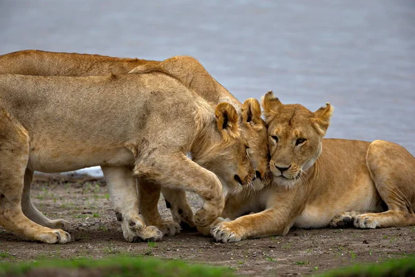 Львица Саванне Африки — стоковое фото
