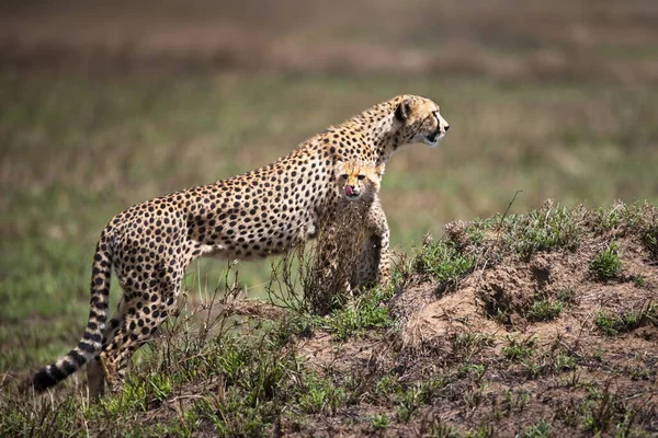 Kenya Bozkırında Çita — Stok fotoğraf