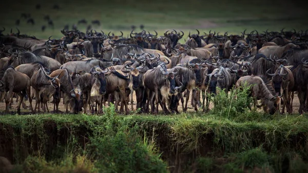 Manada Animais Selvagens Savana Kenya — Fotografia de Stock