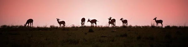 Silhouette Cervo Tramonto — Foto Stock