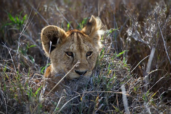 Κοντινό Πλάνο Ενός Νεαρού Αρσενικού Λιονταριού Στο Γρασίδι — Φωτογραφία Αρχείου