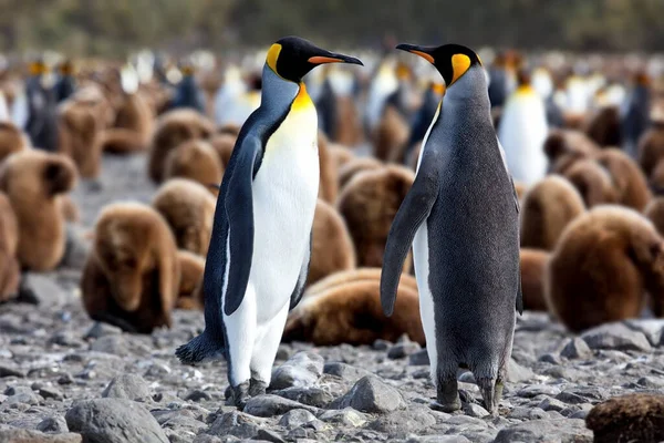 Pinguim Gentoo Andando Praia — Fotografia de Stock