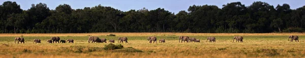Uma Manada Animais Selvagens Savana Kenya — Fotografia de Stock