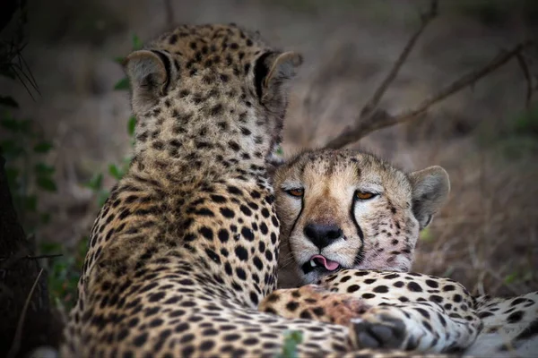 Gepard Der Savanne Afrikas — Stockfoto