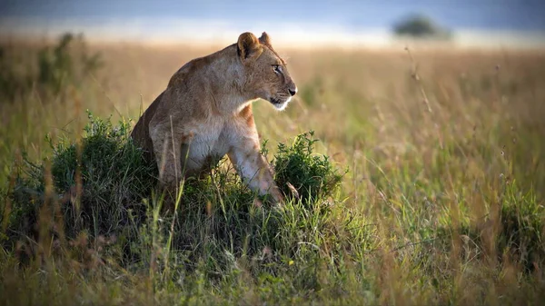 Kenya Savanındaki Aslan Yavrusu — Stok fotoğraf
