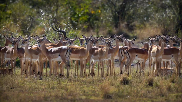 Rebanho Antílopes Animais Selvagens Savana Kenya — Fotografia de Stock