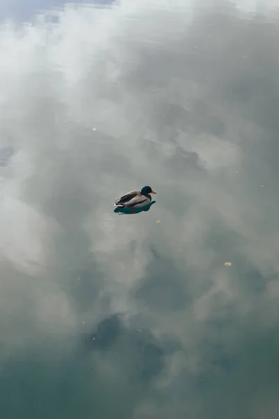 Γλάρος Που Πετά Στο Νερό — Φωτογραφία Αρχείου