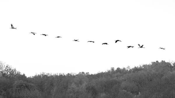 Bandada Aves Cielo —  Fotos de Stock