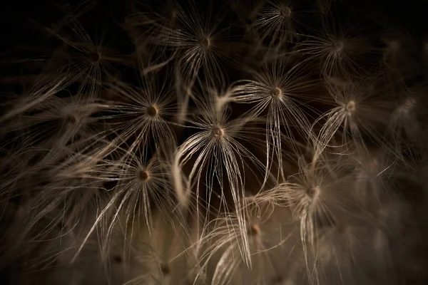 Makroaufnahme Einer Löwenzahnblüte — Stockfoto