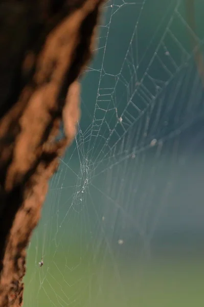 Αράχνη Web Ένα Φόντο Του Ήλιου — Φωτογραφία Αρχείου