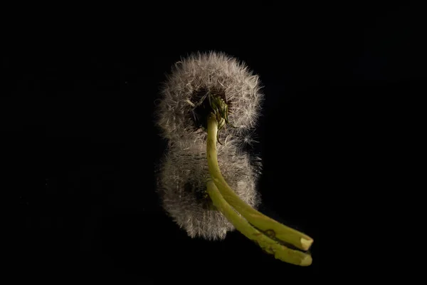 Nahaufnahme Von Löwenzahn Vor Dunklem Hintergrund — Stockfoto