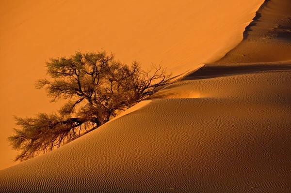 이라는 의사하라 사막의 아름다운 — 스톡 사진