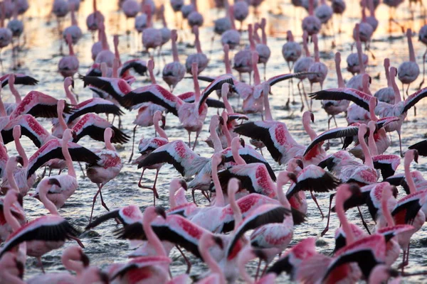 Schöne Rosa Flamingos Park — Stockfoto