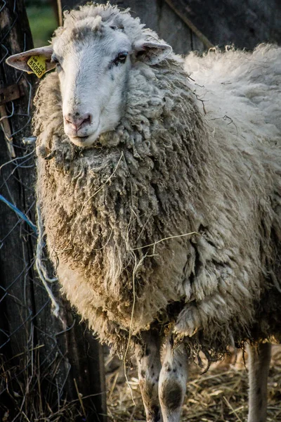 Ovce Farmě — Stock fotografie