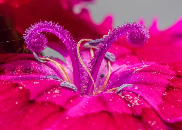 Bahçede Kırmızı Bir Çiçeğin Poleni Dianthus Çinisi — Stok fotoğraf