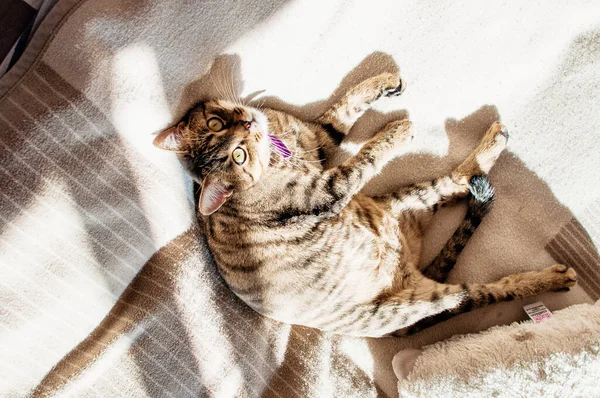 Γάτα Ξαπλωμένη Στον Καναπέ — Φωτογραφία Αρχείου