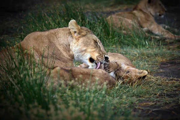 Lioness Savannah Kenya — Stock Photo, Image