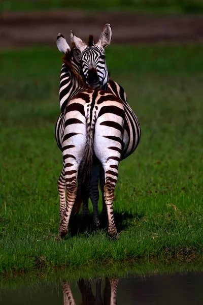 Zebra Nello Zoo — Foto Stock