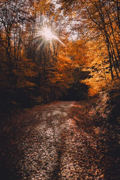 Ağaçlar Yapraklarla Dolu Sonbahar Ormanı — Stok fotoğraf