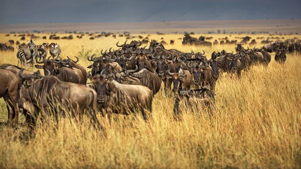 Stado Zebr Sawannie Kenii — Zdjęcie stockowe