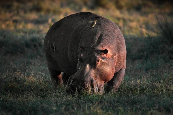 Hippopotame Afro Américain Dans Herbe — Photo
