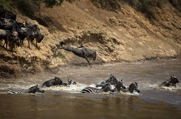 Uma Manada Zebras Água — Fotografia de Stock