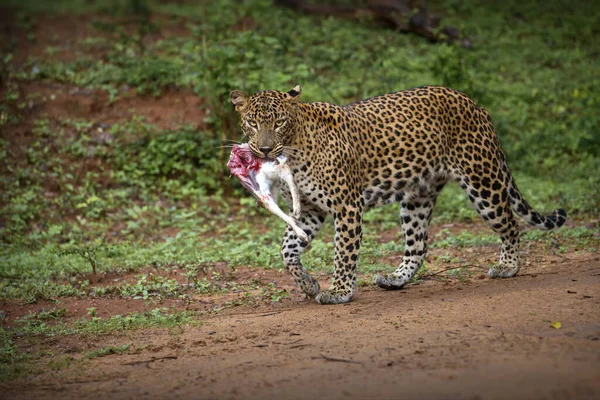 Çimlerde Leopar — Stok fotoğraf