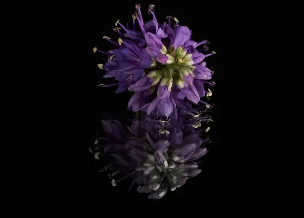 Красива Фіолетова Квітка Чорному Фоні — стокове фото
