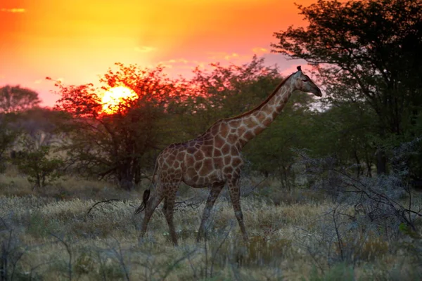 Žirafa Savaně Keňské — Stock fotografie