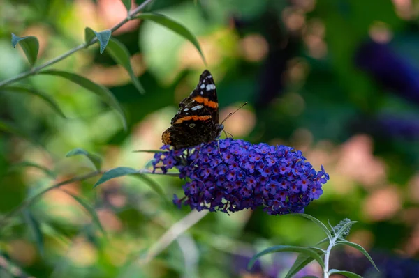 花に蝶 — ストック写真