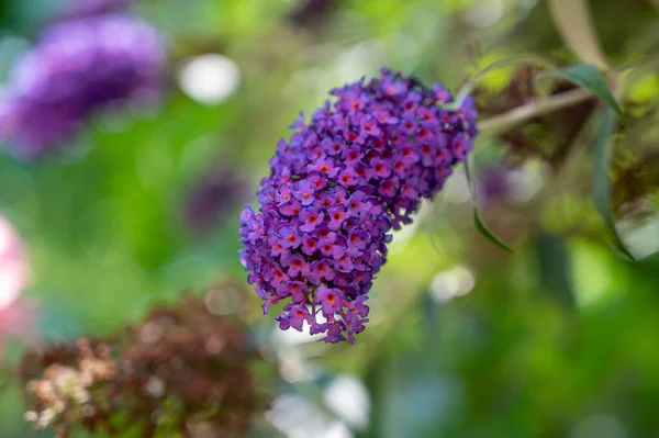 庭の美しい紫色の花 — ストック写真