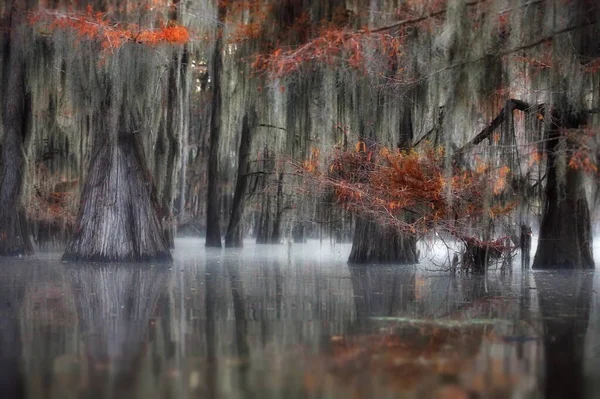 Beau Paysage Avec Des Arbres Dans Eau Dans Forêt — Photo