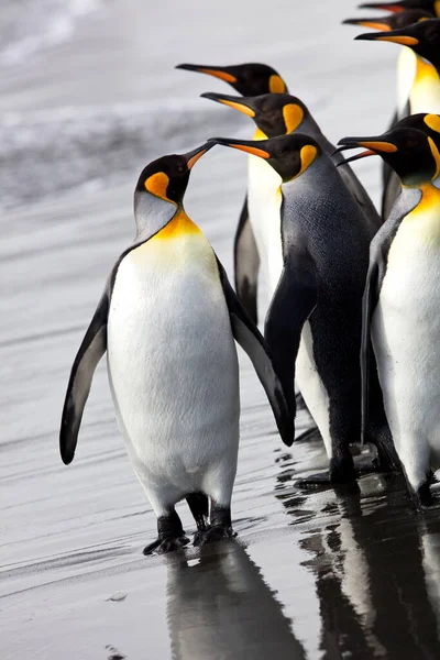 Grupo Pinguins Praia — Fotografia de Stock