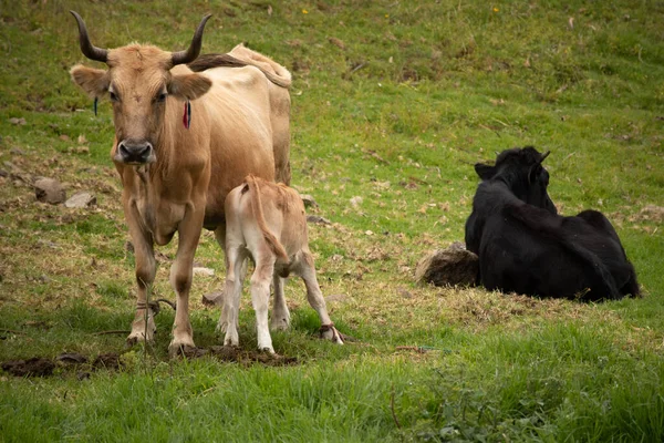 Vacas Pasto — Fotografia de Stock