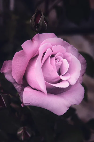Красива Рожева Троянда Саду — стокове фото